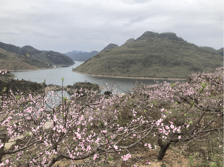普定有座"桃花岛"|宛如"粉色海洋" 游客纷至沓来火出圈_安顺_种植