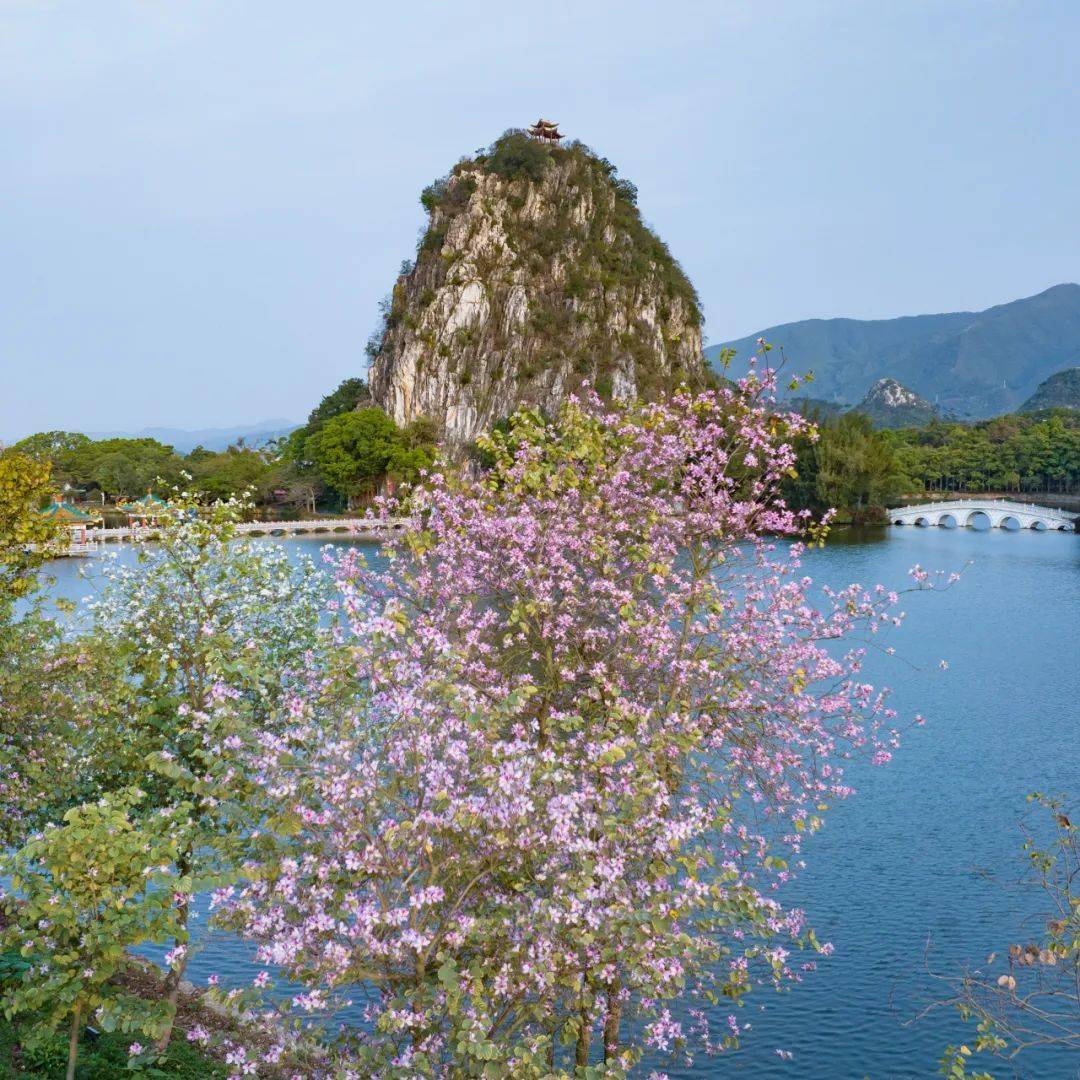 紫荆香蜜湖图片