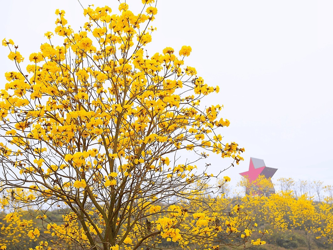 高要黄花风铃图片