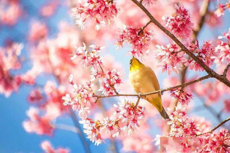 谁都可以看出春天的面貌,春风吹得百花开放,万紫千红,到处都是春天的