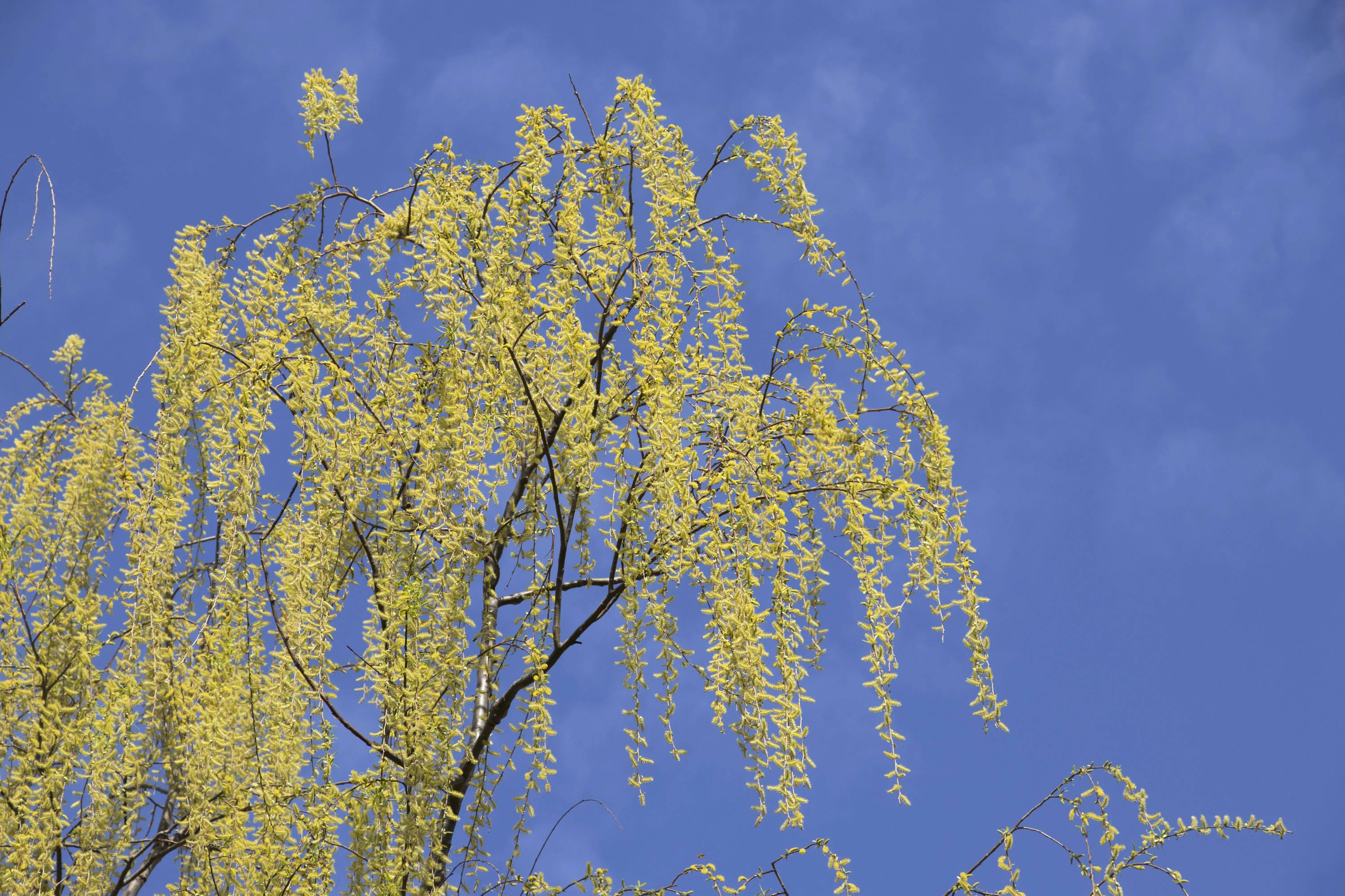 春风吹绿虞河柳