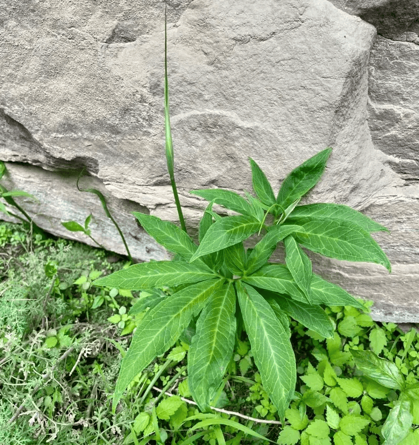 春鲜味美这15种野菜有毒不能乱吃切莫大意