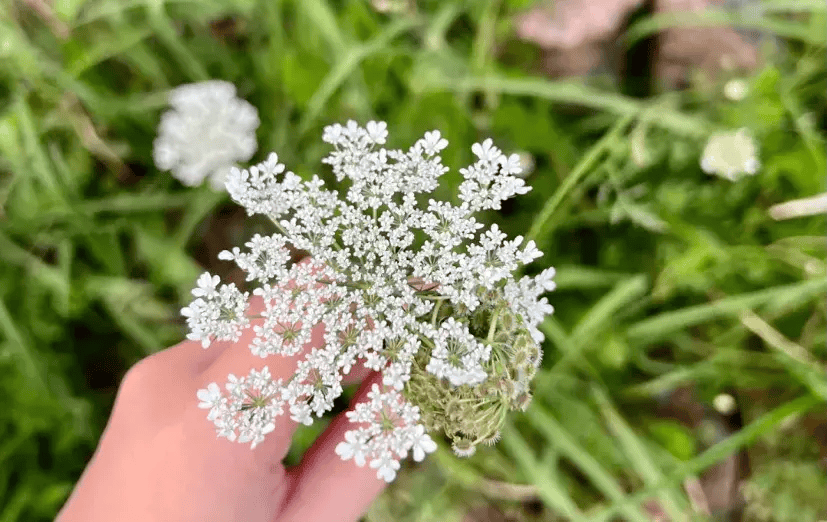 也叫蛇床子,老公根,茎叶和开花都和胡萝卜很像,全株剧毒,吃后严重可