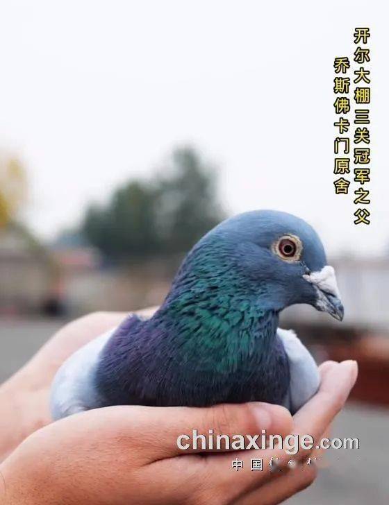 人物黄金配对公棚进奖率100专访开尔鸽王冠军鸽主