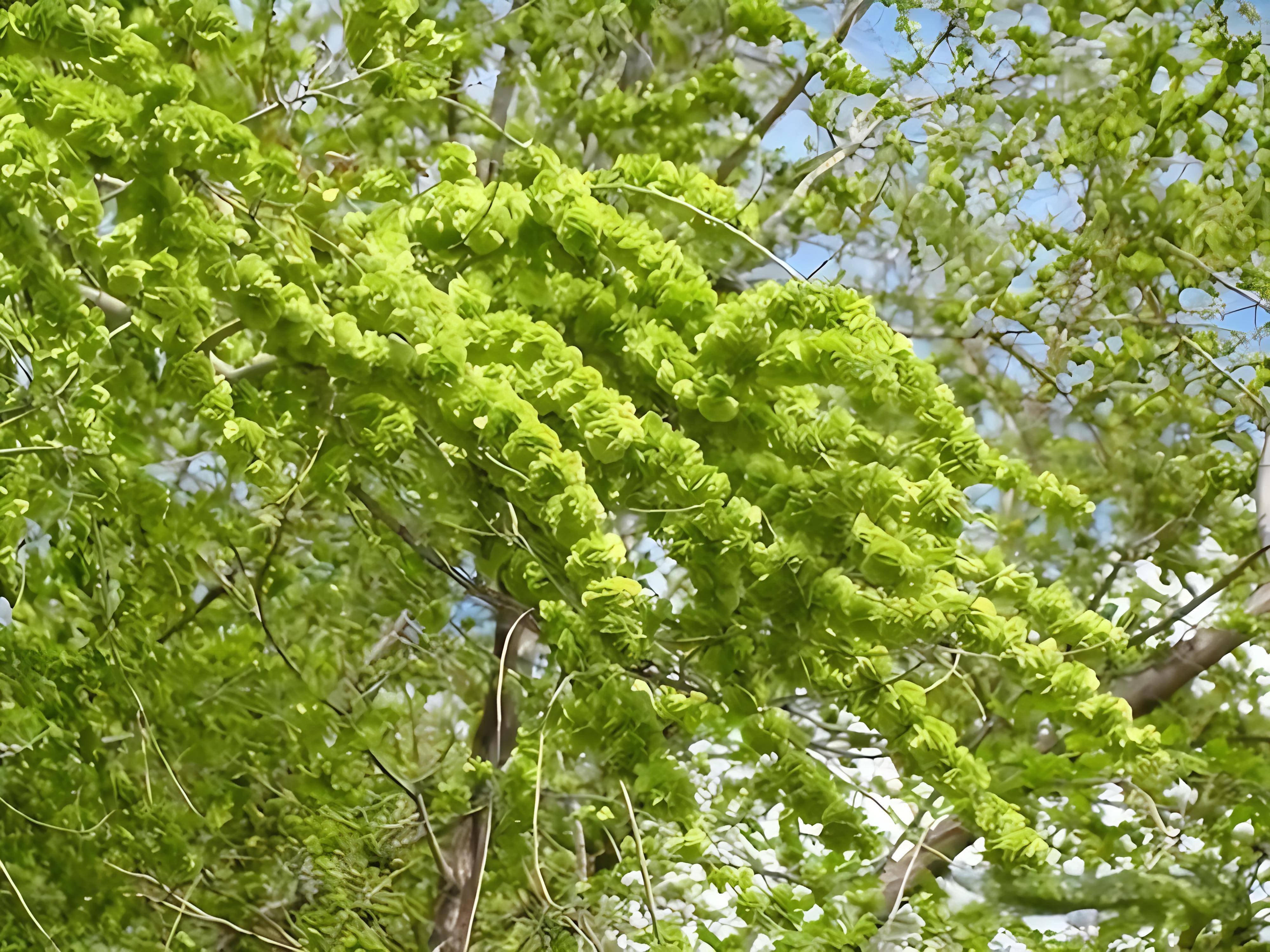 早春采摘的野菜图片