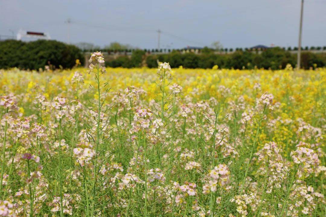 春天在哪里丨五彩油菜花"上线" 似"莫奈花园"_刘娜_李昌权_庹宇