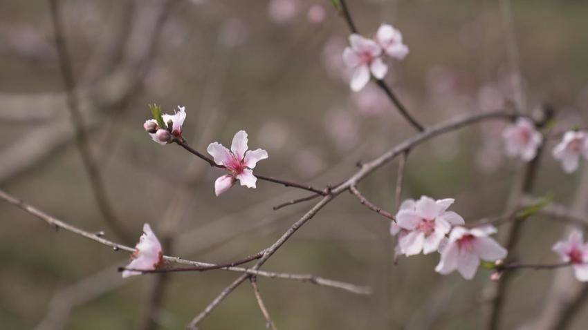 浠水"相约孟家冲桃花旅游节"开幕_游客_活动_丁司垱镇