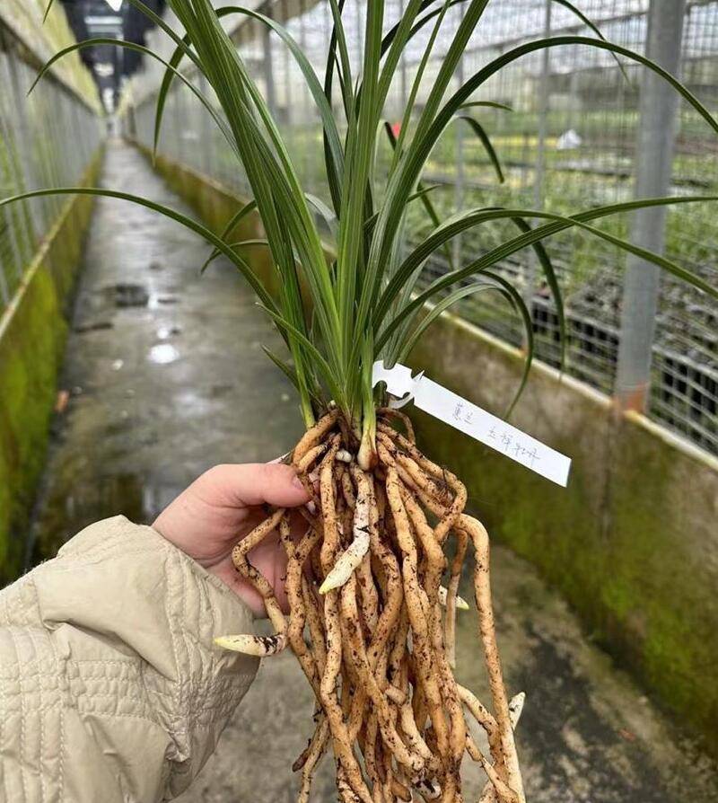 兰花选苗小技巧如何慧眼识好兰