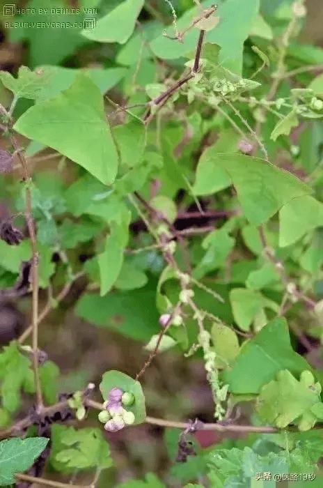 一味草药的神奇疗效 专治带状疱疹