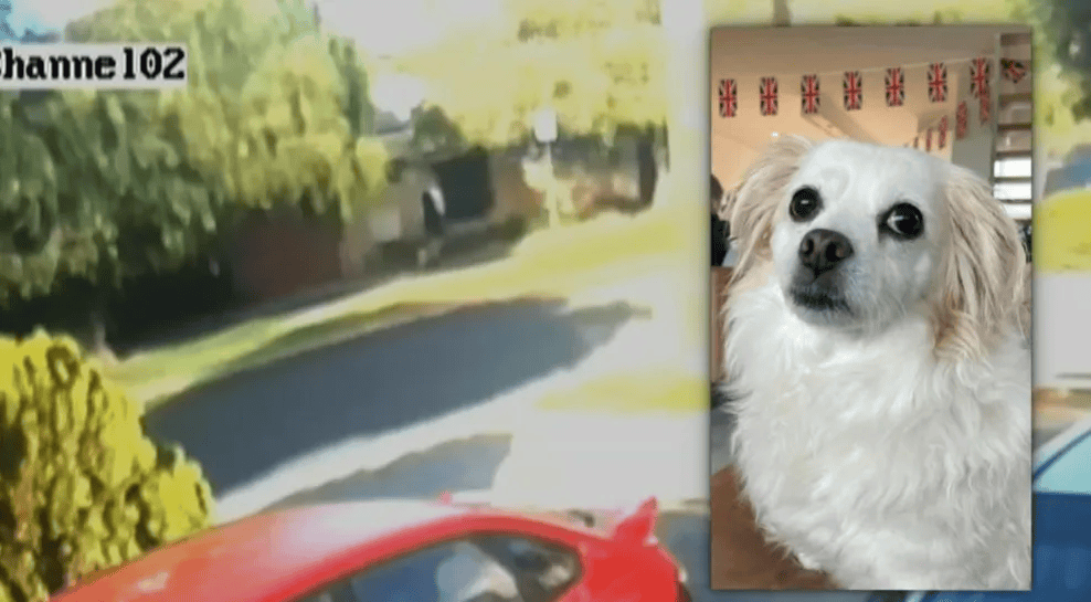 珀斯恶犬扑人咬死宠物狗这个社区的居民注意