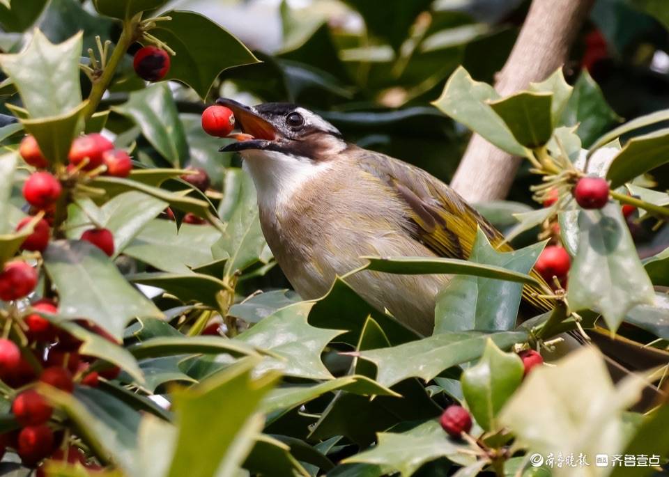 趵突泉公园树上的小红果成了白耳鹎鸟的美食