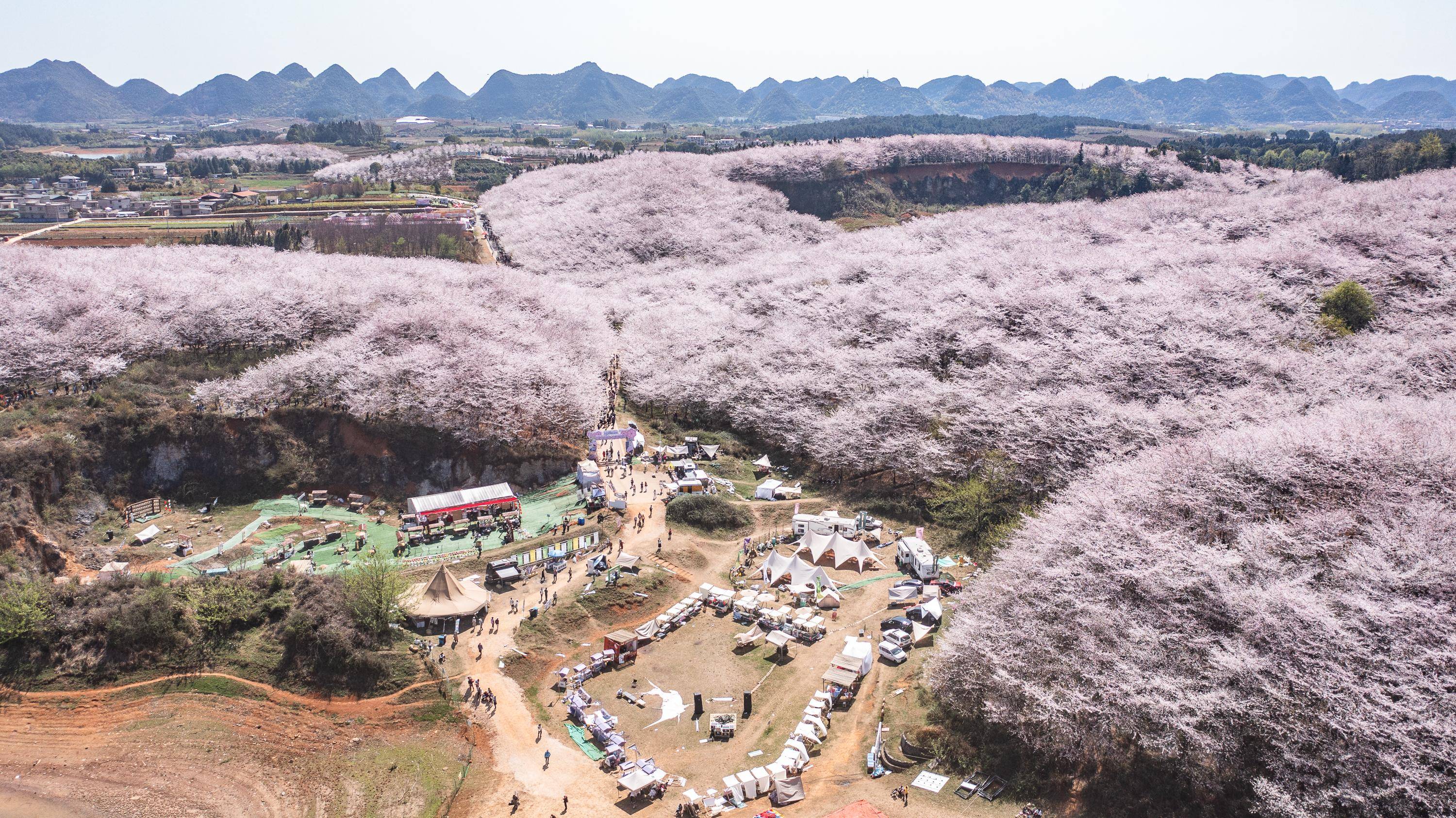 贵州贵安樱花似海春光灿烂