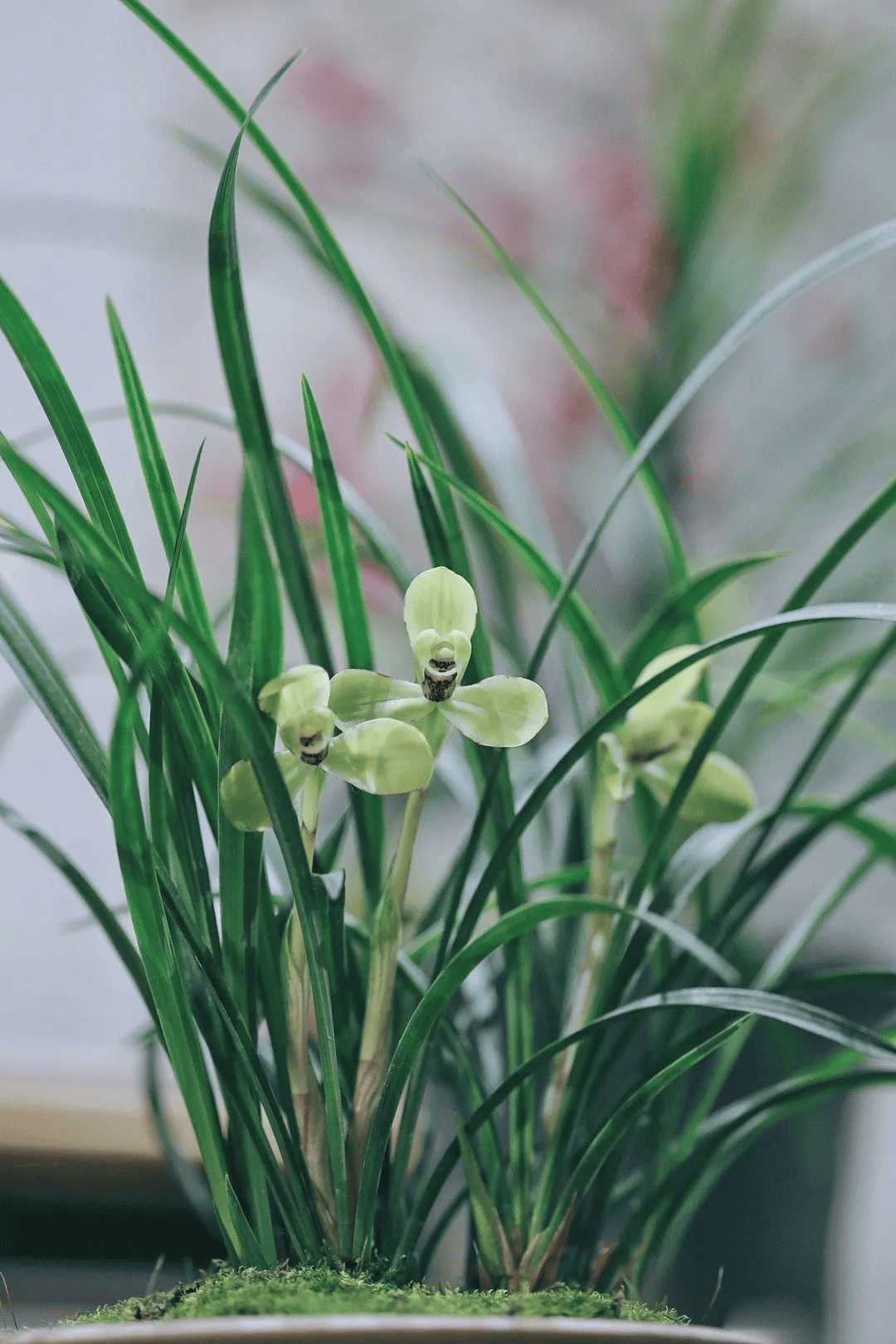 愿如兰花,独有清雅