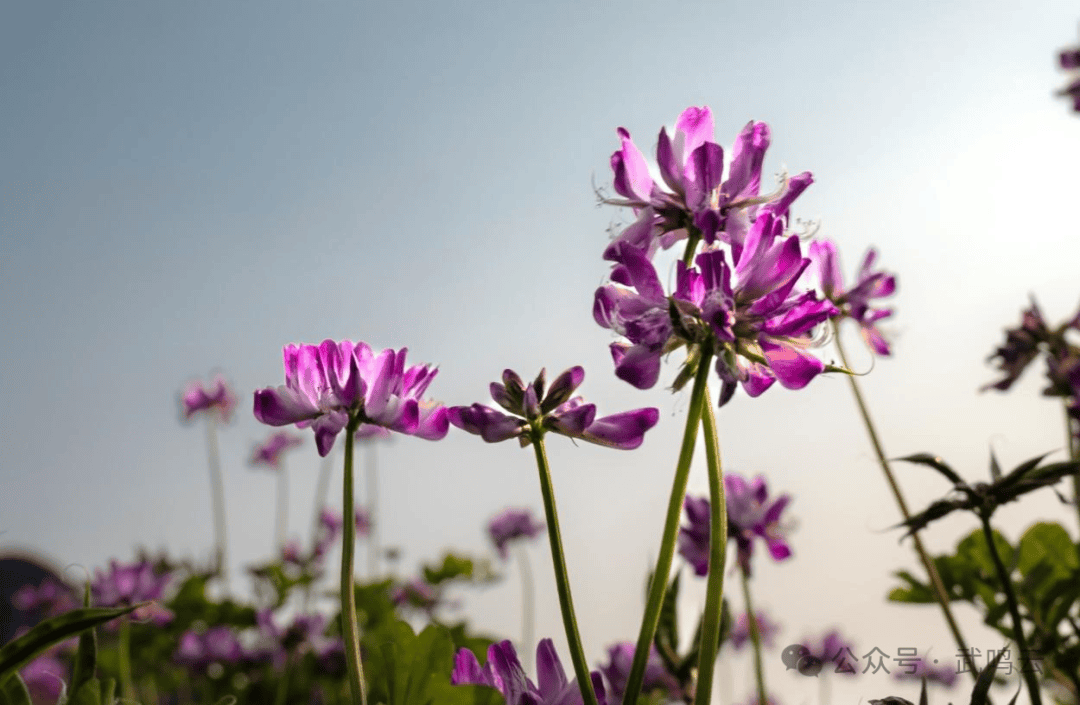 春来田野遍地紫南宁这里藏着一片梦幻的紫云英花海