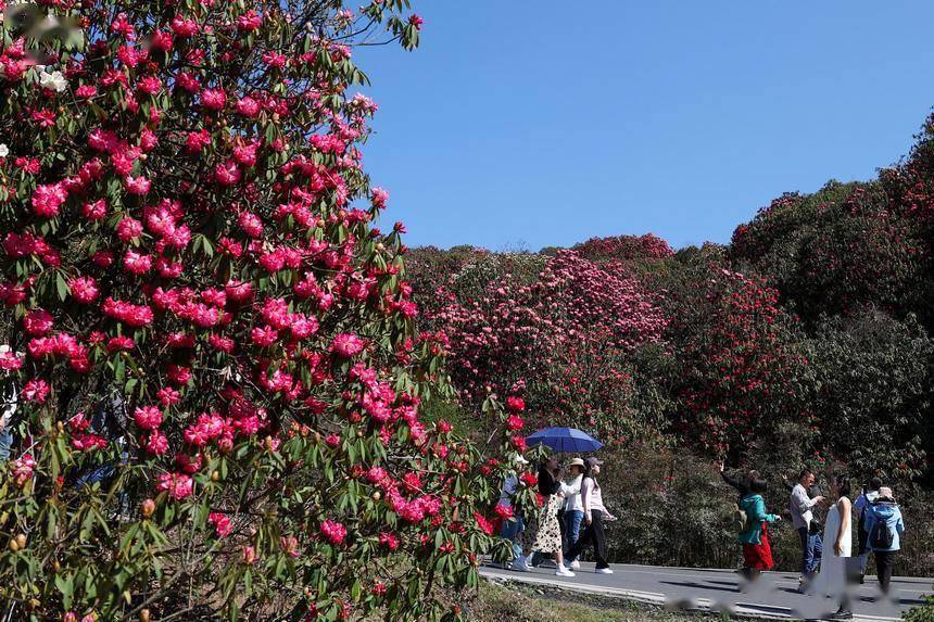 贵州毕节:杜鹃花开游客来_百里_景区_普底