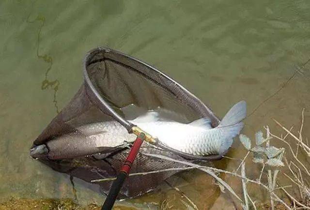 我的两次跑大鱼经历,提醒钓鱼人别轻视一项重要的基本功_力量_鱼儿_水