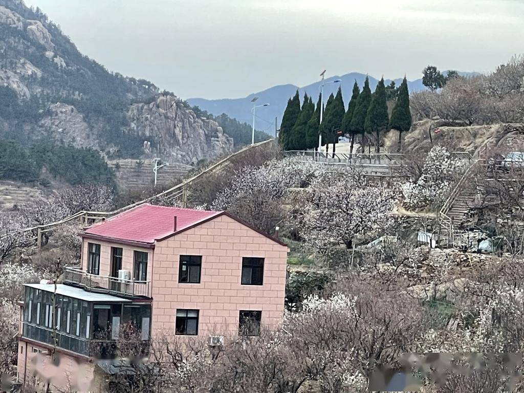 蓓蕾初绽北宅樱桃花将次第开放赏樱地图每日更新发布