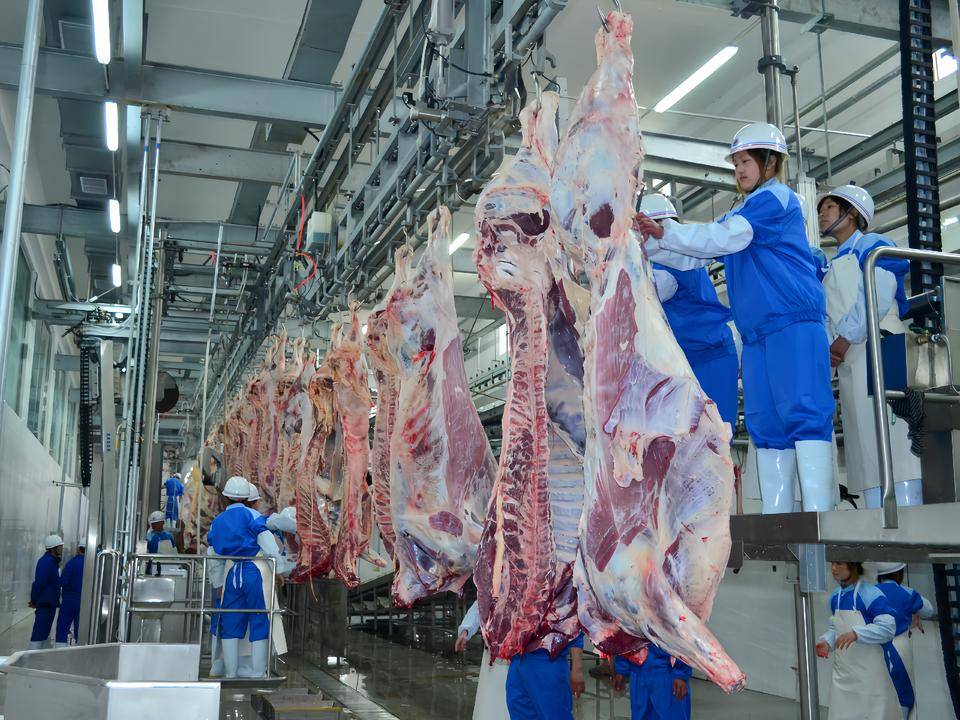 并建立了鲁北地区第一家肉牛屠宰场加工企业