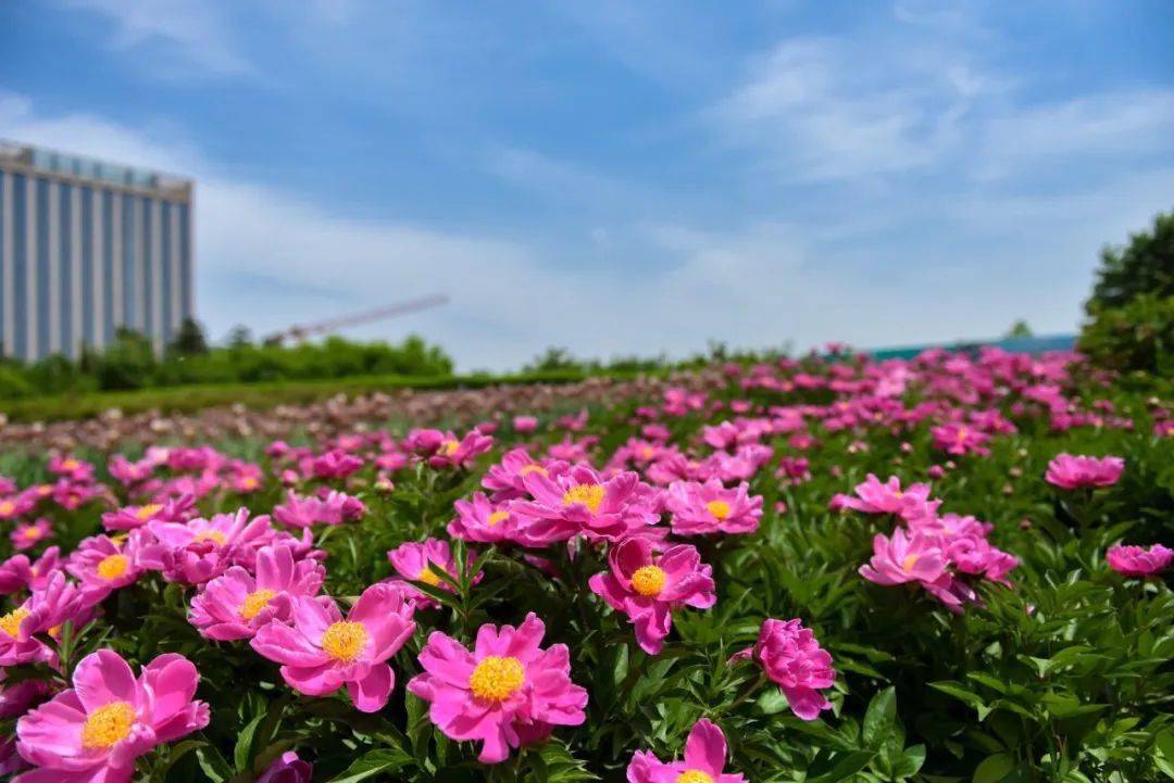 3月——4月99赏花地点推荐新寺遗址公园西安世博园浐灞国家湿