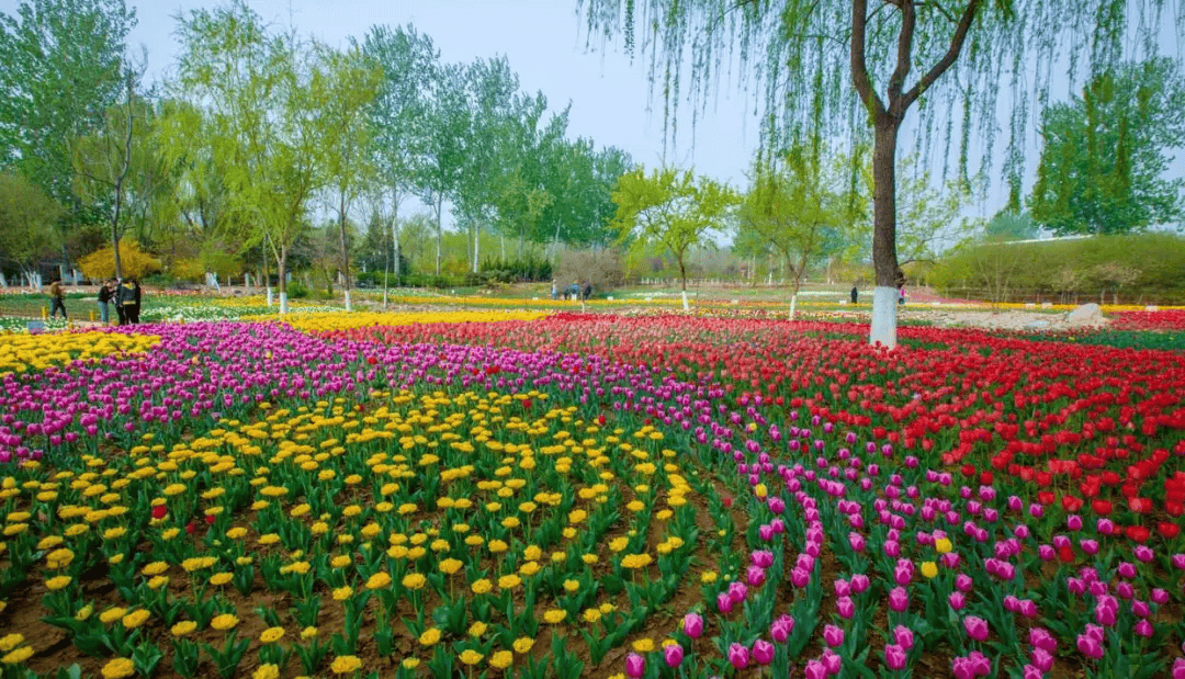 vernal equinox春季的植物园姹紫嫣红,花团锦簇,樱花,郁金香,玉兰花争