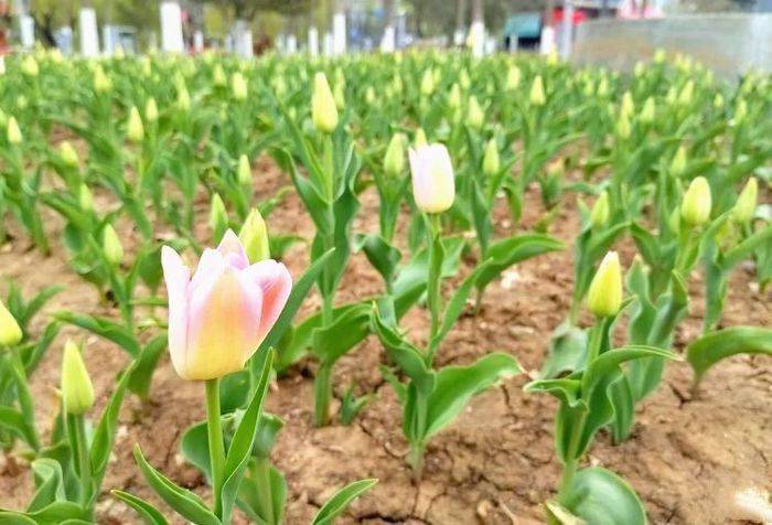 济南泉城广场的郁金香开始含羞开放_市民_盛花期_游客