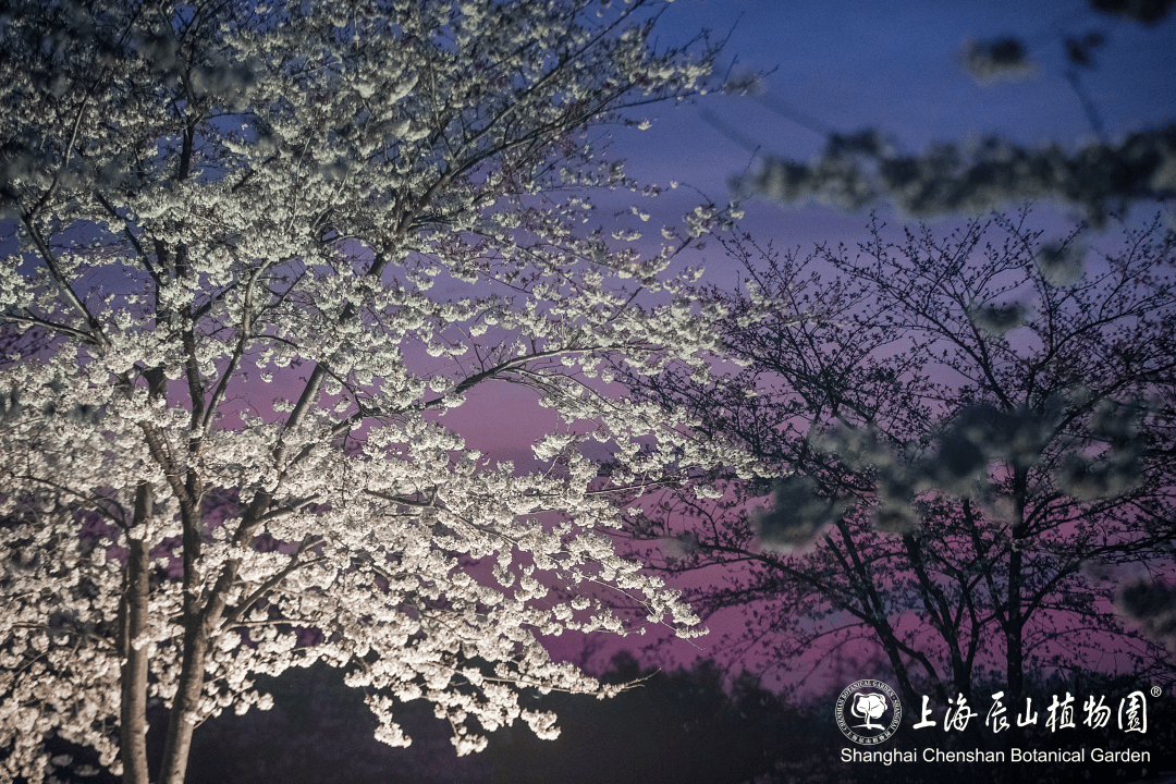 辰山植物园限时开放赏夜樱!_游客_高速公路_樱花