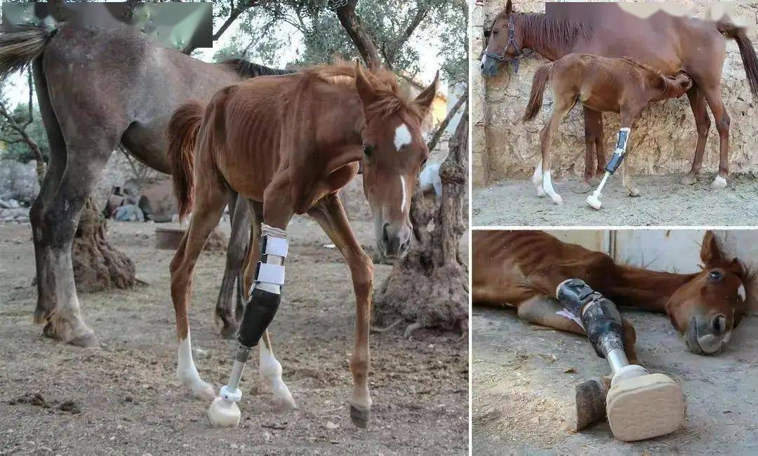 马蹄_体重_治疗