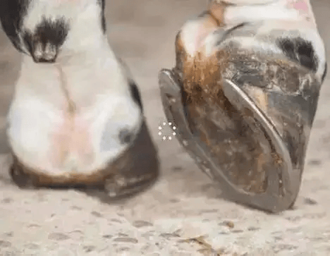 马蹄_体重_治疗