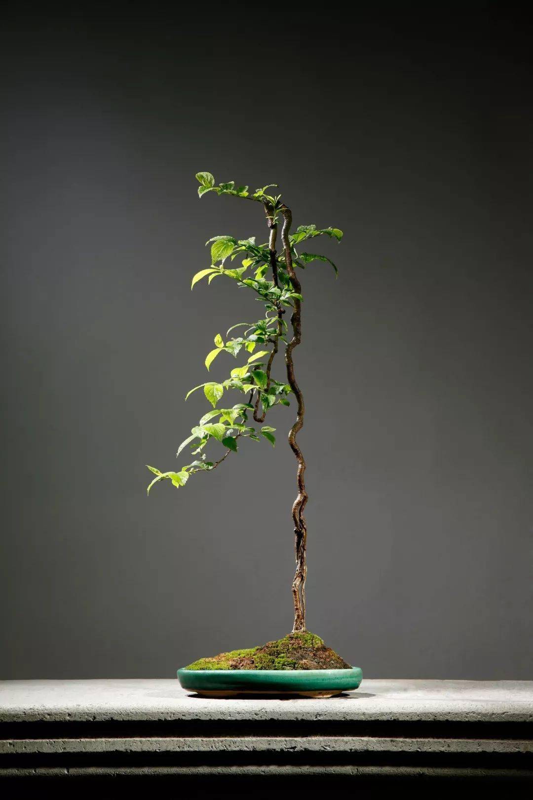 盆景爱好者熟知四有与六忌可助长盆景造型之势