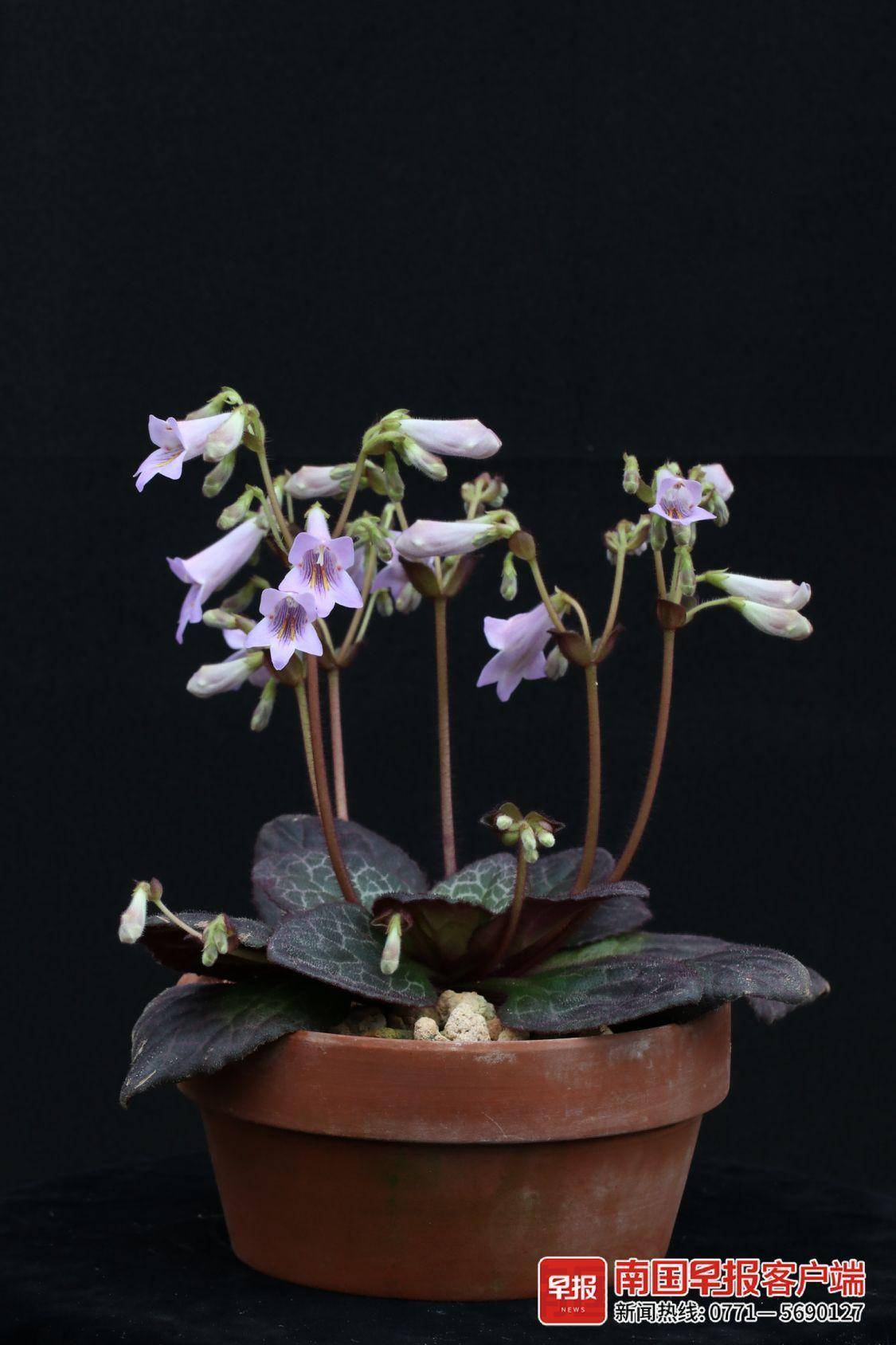 国内首批广西自主选育的3个报春苣苔获植物新品种权证书