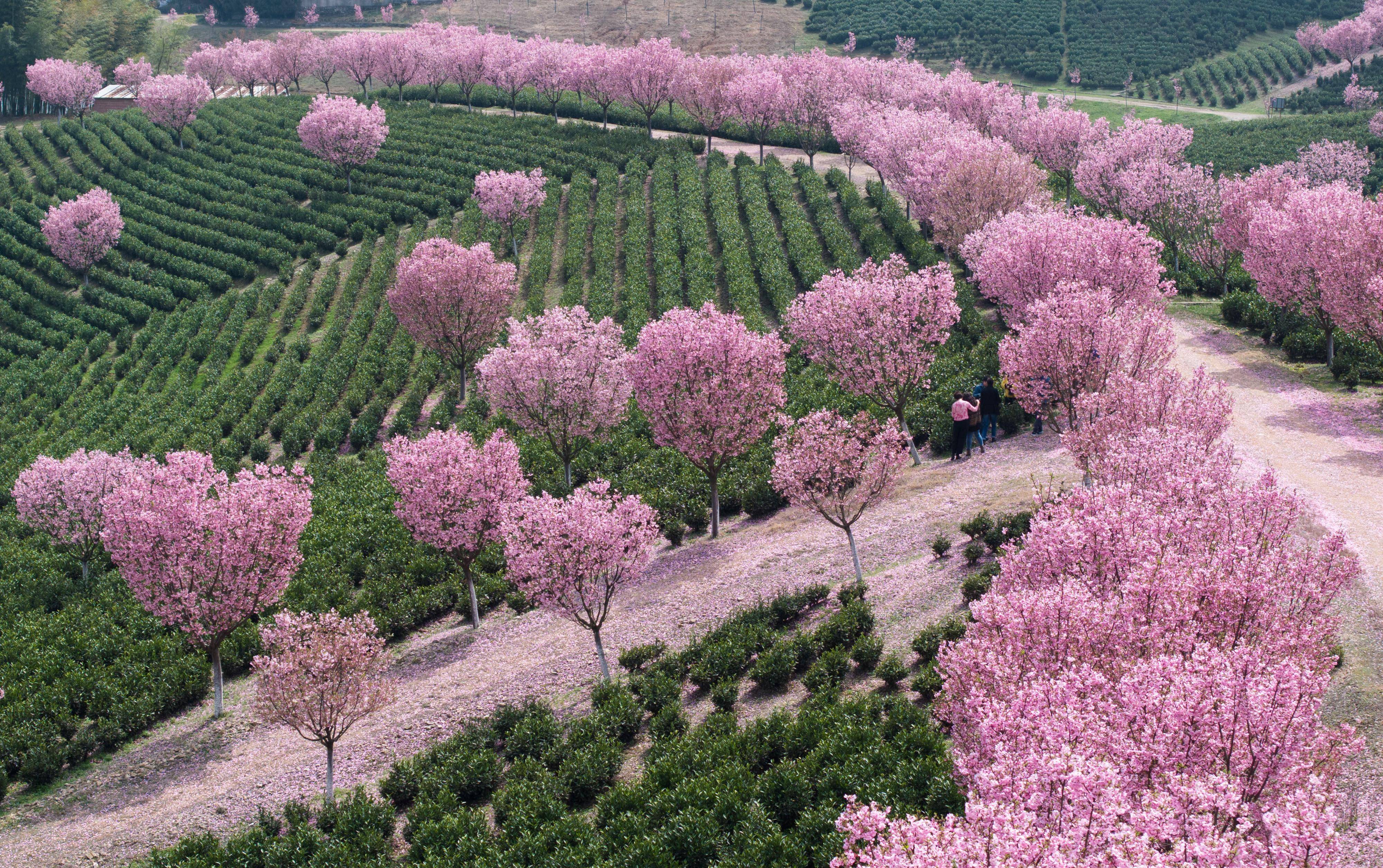 福建茶园樱花图片