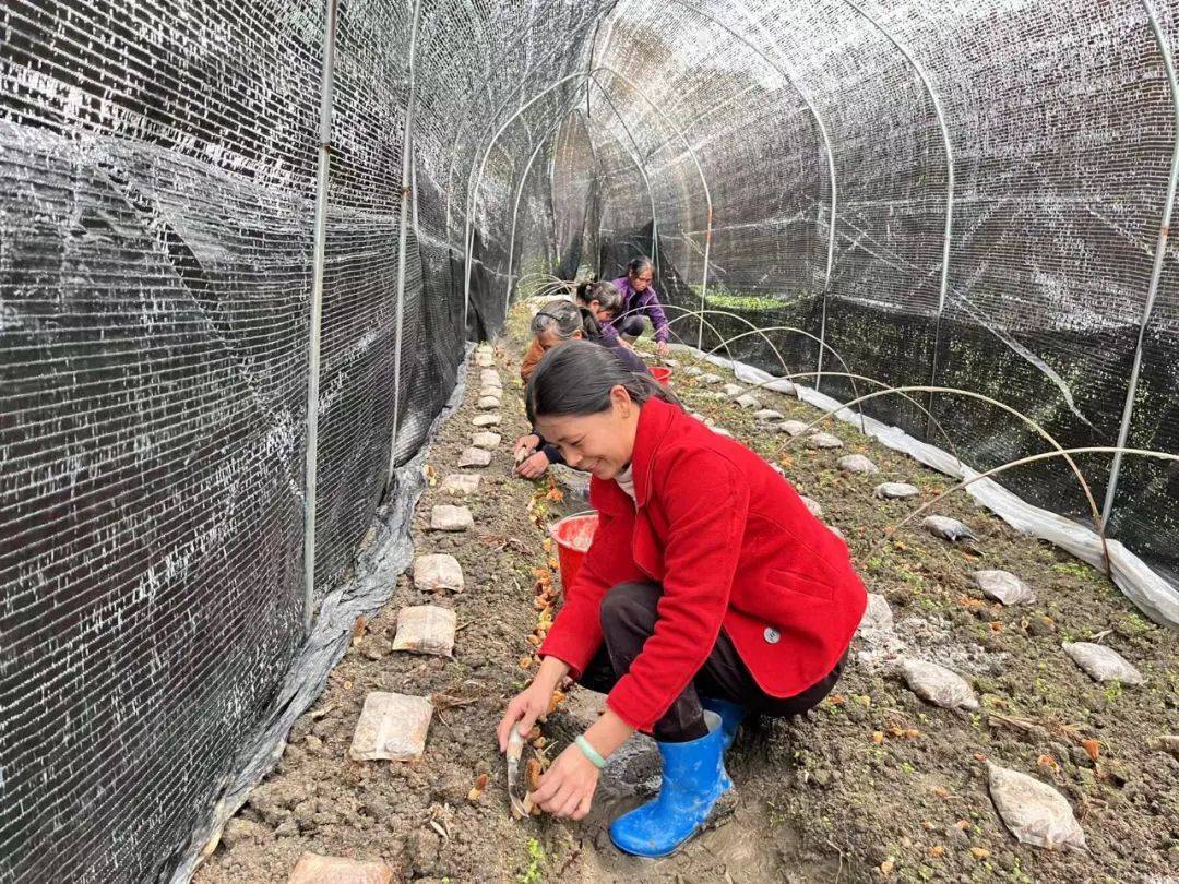 清远连山冬闲田种出羊肚菌绘就春日丰收图