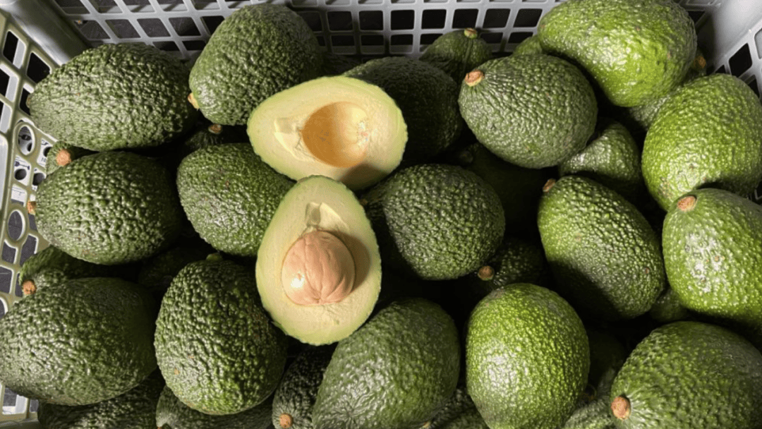 Green queen of health: Benefits of daily avocado consumption_an_the_study