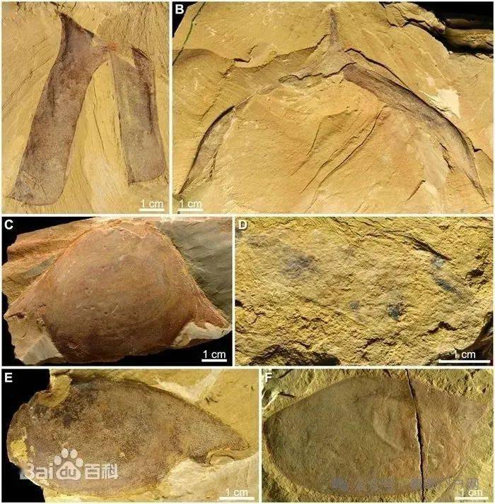 更正2024年4月将要发行的邮票图
