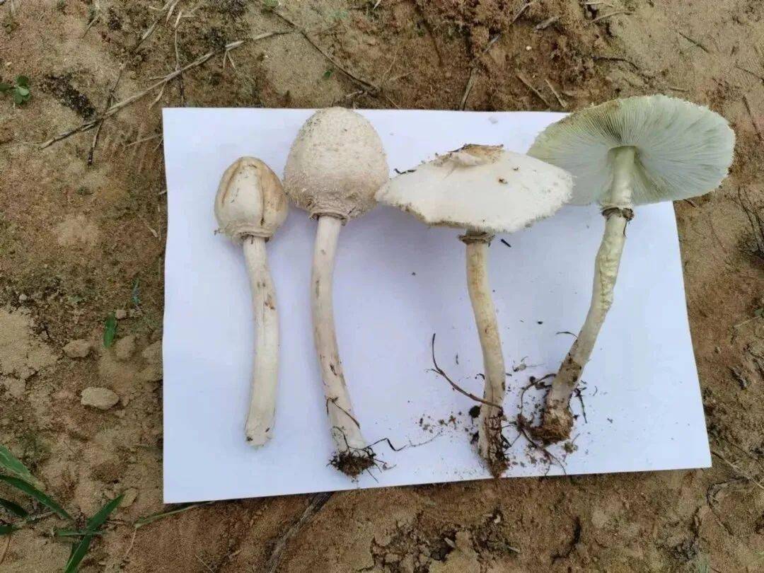 铅绿褶菇,又称大青褶伞,在广东3～11月均可出现,常生长在草坪,菜地