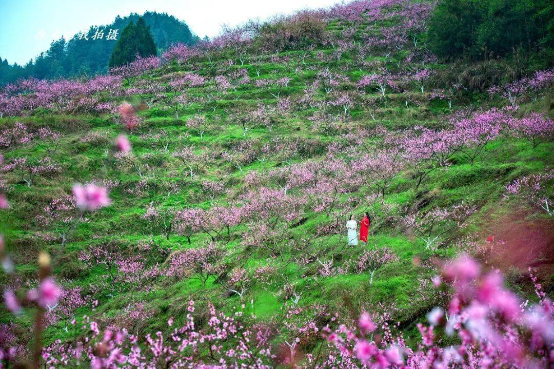 艳丽的时候已经到来现如今三月下旬了却是秀山少有的春景而梅江坪南的