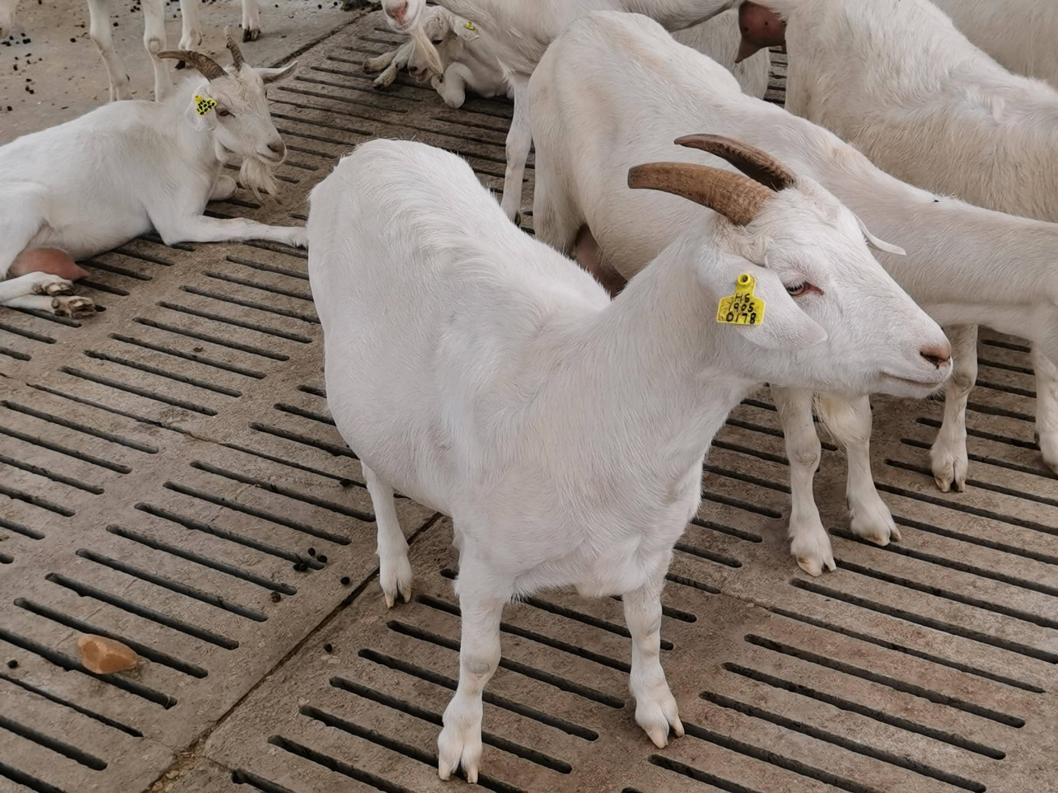 除了外貌出众,黄淮山羊的生产性能也同样出色