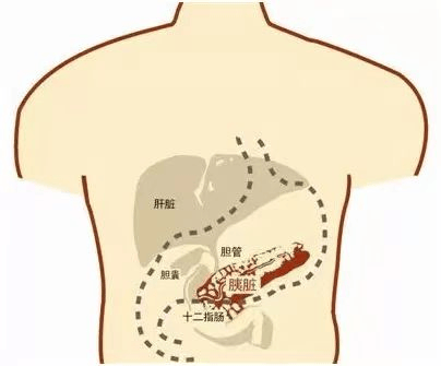 胰腺与肚脐眼的位置图图片