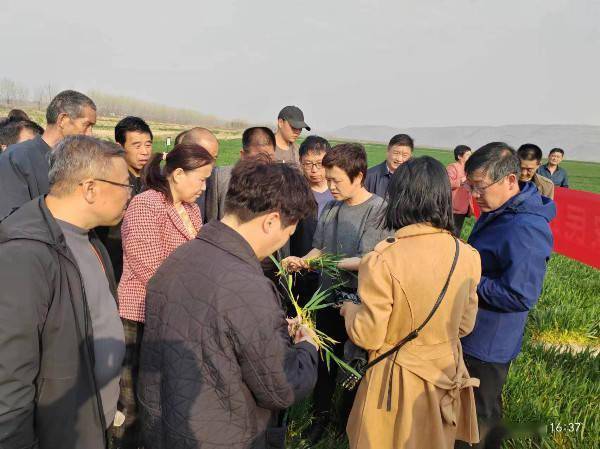 省植保中心举办“小麦茎基腐病防控技术观摩培训会”  培训会 植保 防控 观摩 小麦 第2张