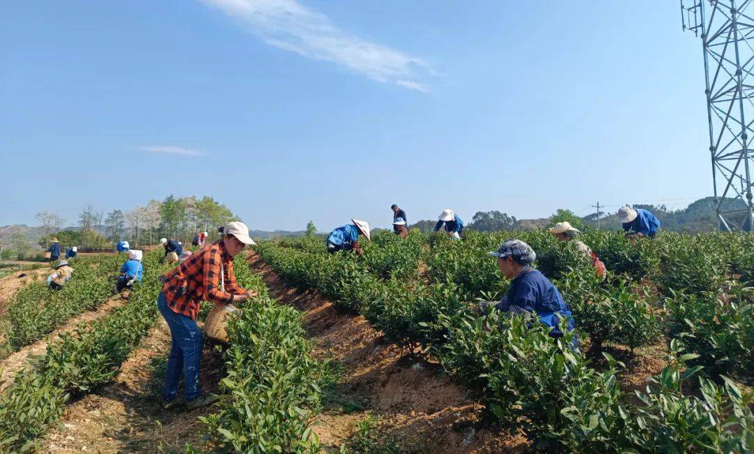春风十里茶飘香,又是一年采茶忙,近段时间,惠水县断杉镇满贡村白茶