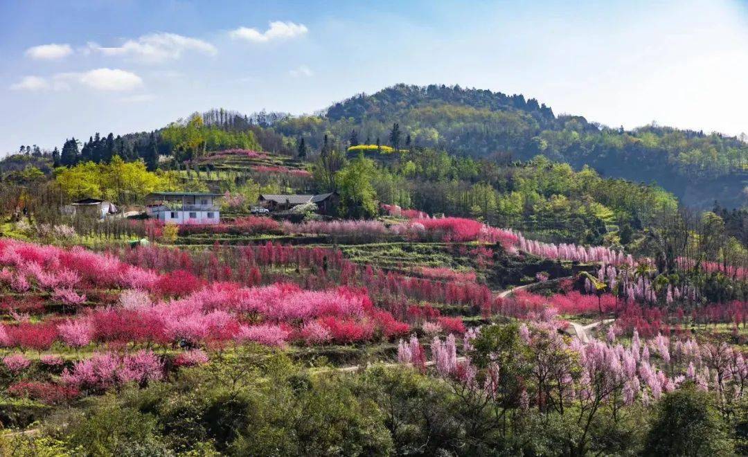 沙湾樱花基地图片