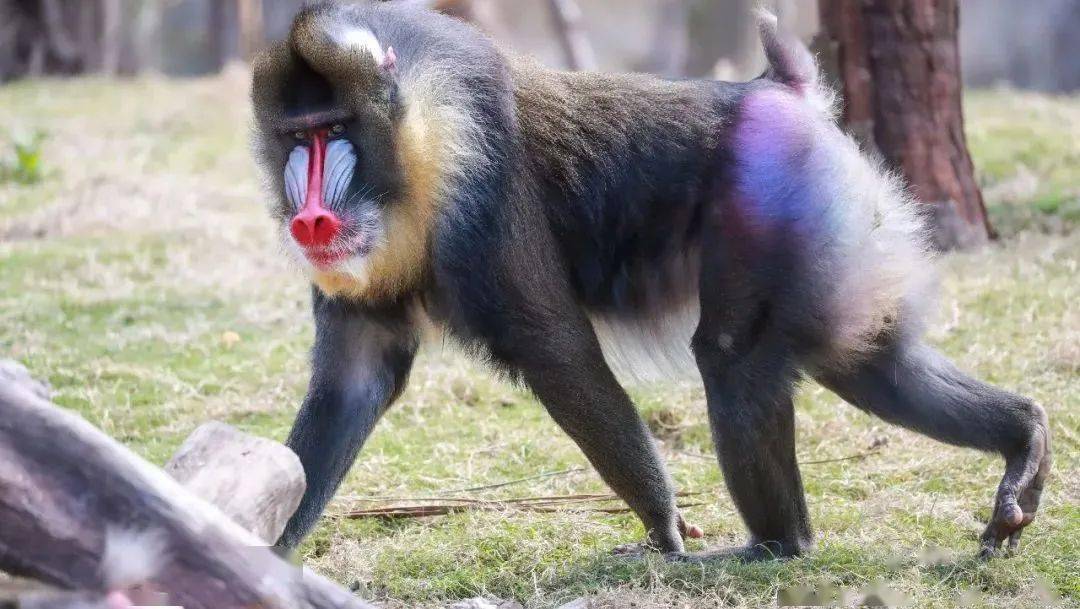 丁满是什么动物?_家族_故事_电影