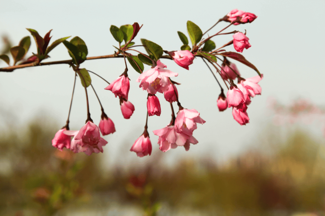 开封繁花上线赏花攻略来了