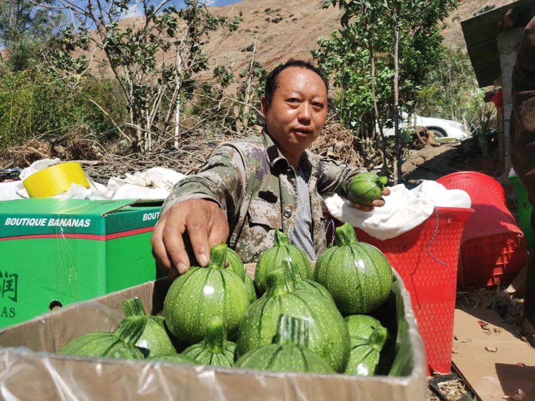 威宁县玉龙镇工农村:新鲜小瓜抢“鲜”上市_种植_蔬菜_群众