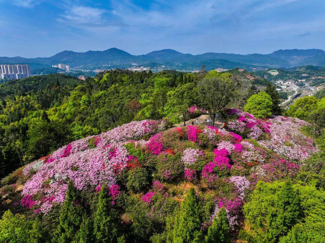 大自然树木花草风景图片