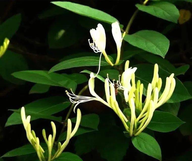 老许随感杂记之四_金银花_忍冬_大雁