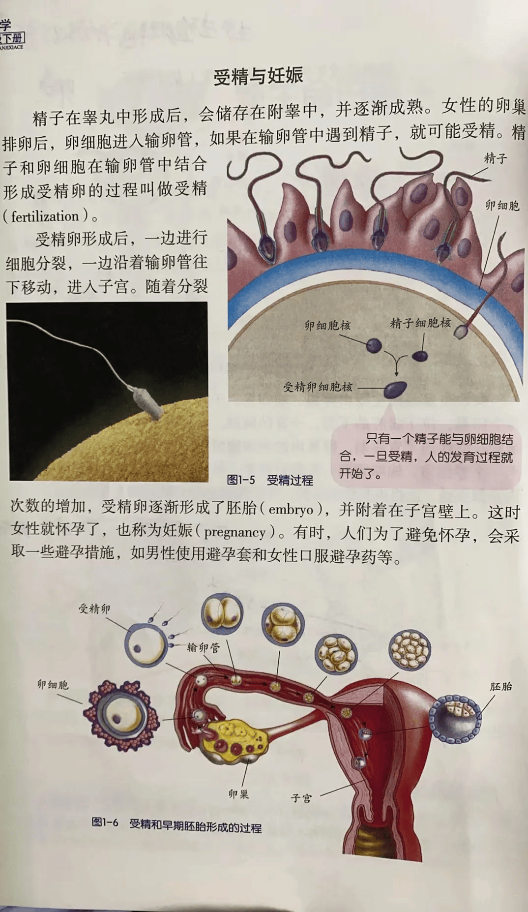 科学书的第一单元讲到了新生命的诞生