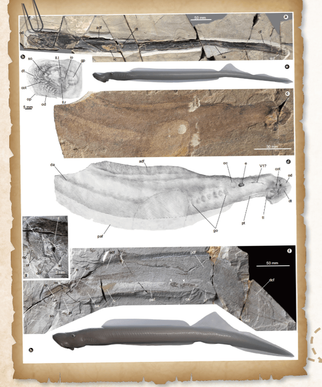 尽管七鳃鳗的历史记录有3.