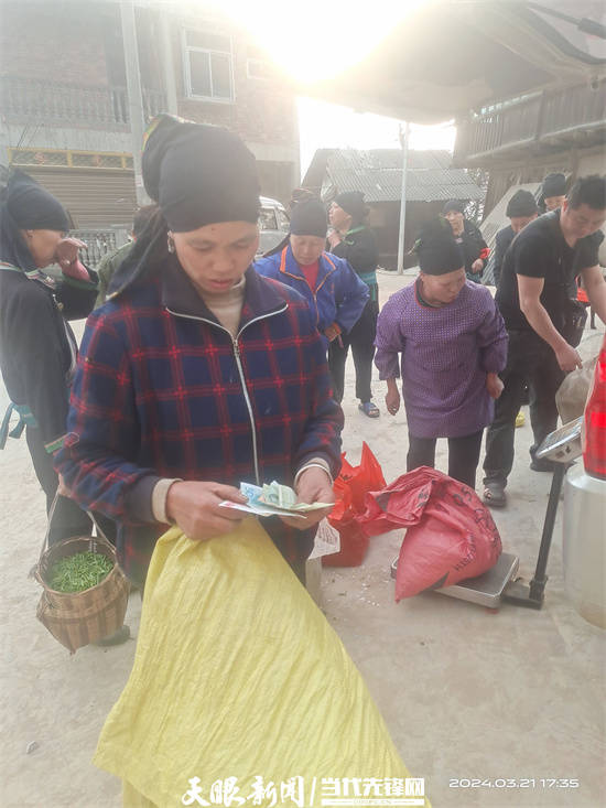 黎平县地坪镇春茶交易火热村头寨尾变身茶叶市场茶农笑迎丰收季