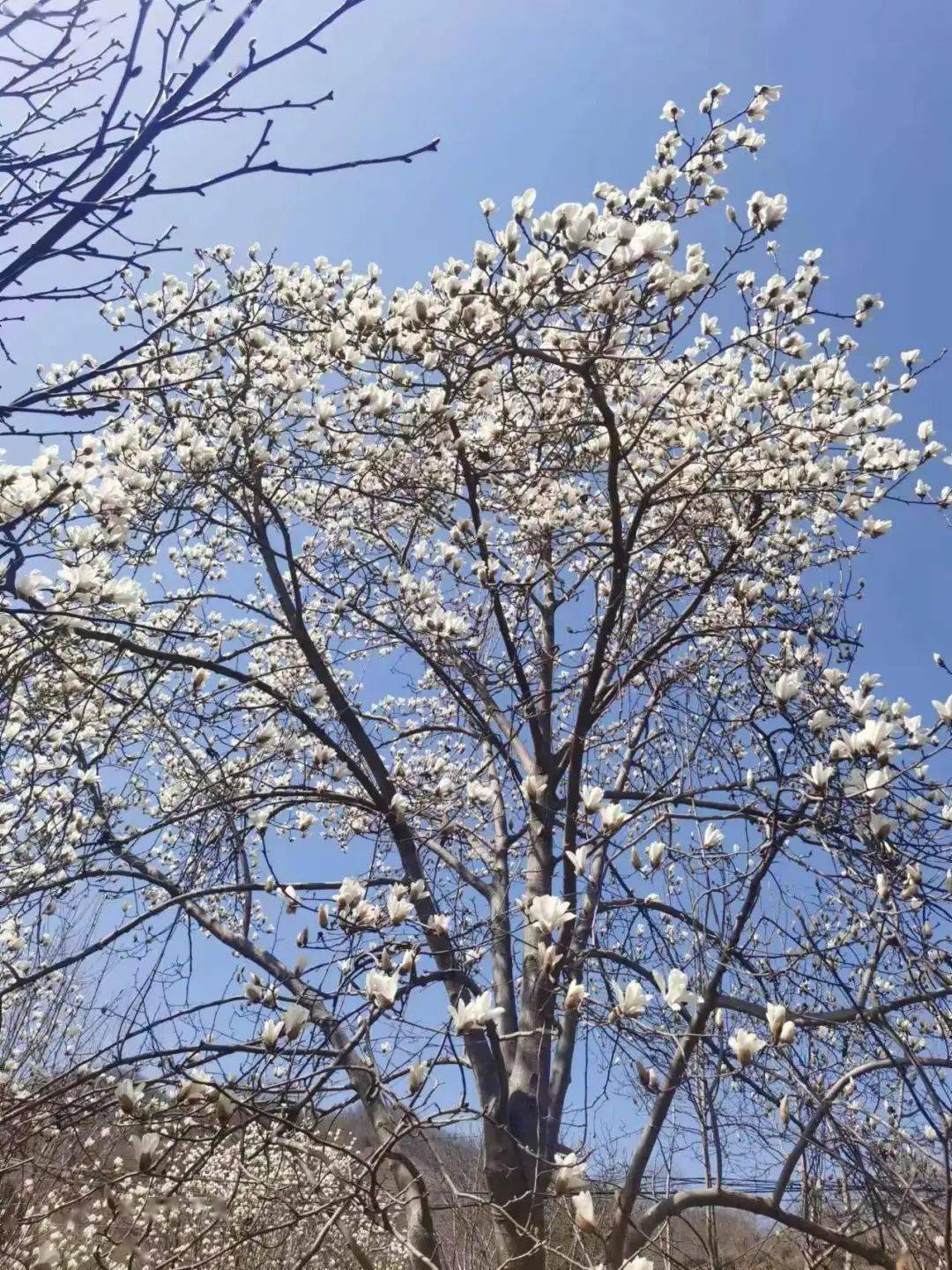 辛夷产地行情快讯